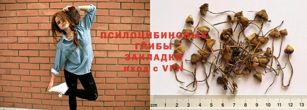 PSILOCYBIN Великий Новгород